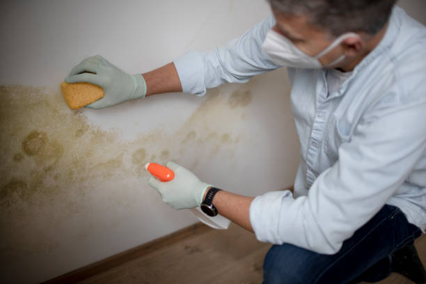 Best Industrial Mold Remediation in Helena, MT