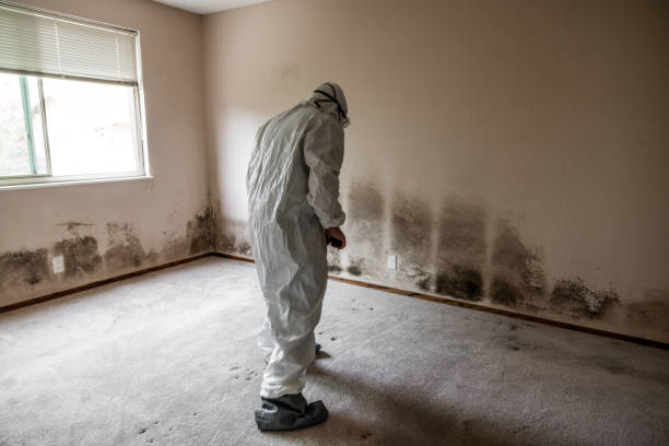 Best Crawl Space Mold Remediation in Helena, MT
