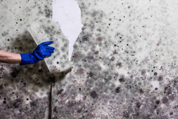 Best Localized Mold Remediation (e.g., coastal areas, humid climates) in Helena, MT
